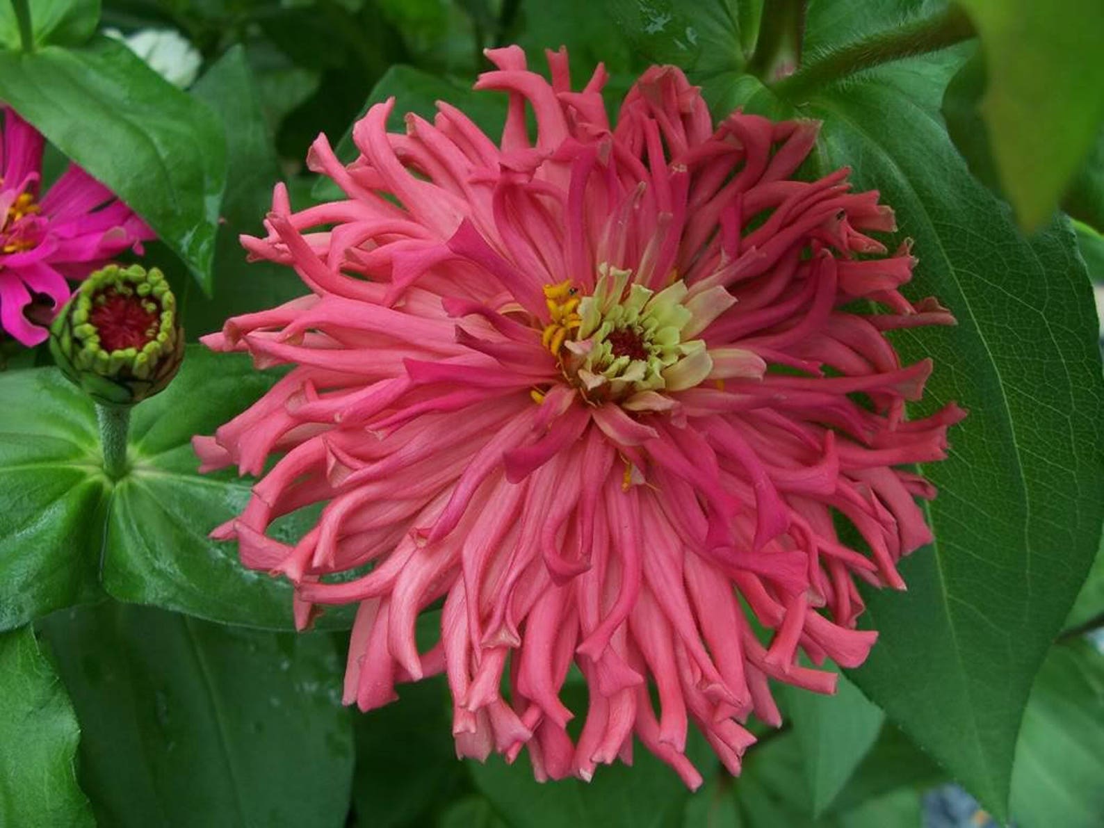 300 Burpeeana Giant Mix CACTUS FLOWERED ZINNIA Elegans Flower Etsy