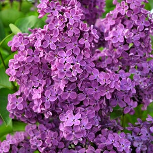 25 FRENCH / Old FASHIONED LILAC Syringa Vulgaris Flower Shrub Bush Seeds