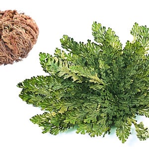 Live RESURRECTION PLANT Rose of Jericho Dinosaur Fern Miracle Air Houseplant