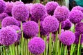 25 GIANT ALLIUM Allium Giganteum Purple Globe Flower Seeds *Comb S/H