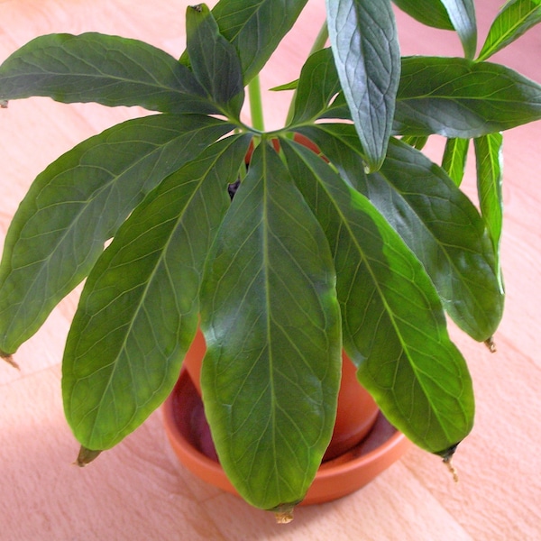 10 Fan-Leaf Chinese GREEN DRAGON Arum Pinellia Pedatisecta Houseplant Shade Flower Seeds