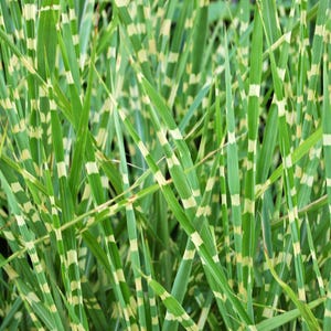 ZEBRA GRASS Bunter Maiden Grass Miscanthus sinensis Zebrinus aka Chinesisches oder Japanisches Silbergras / Federgras / Eulalia Samen