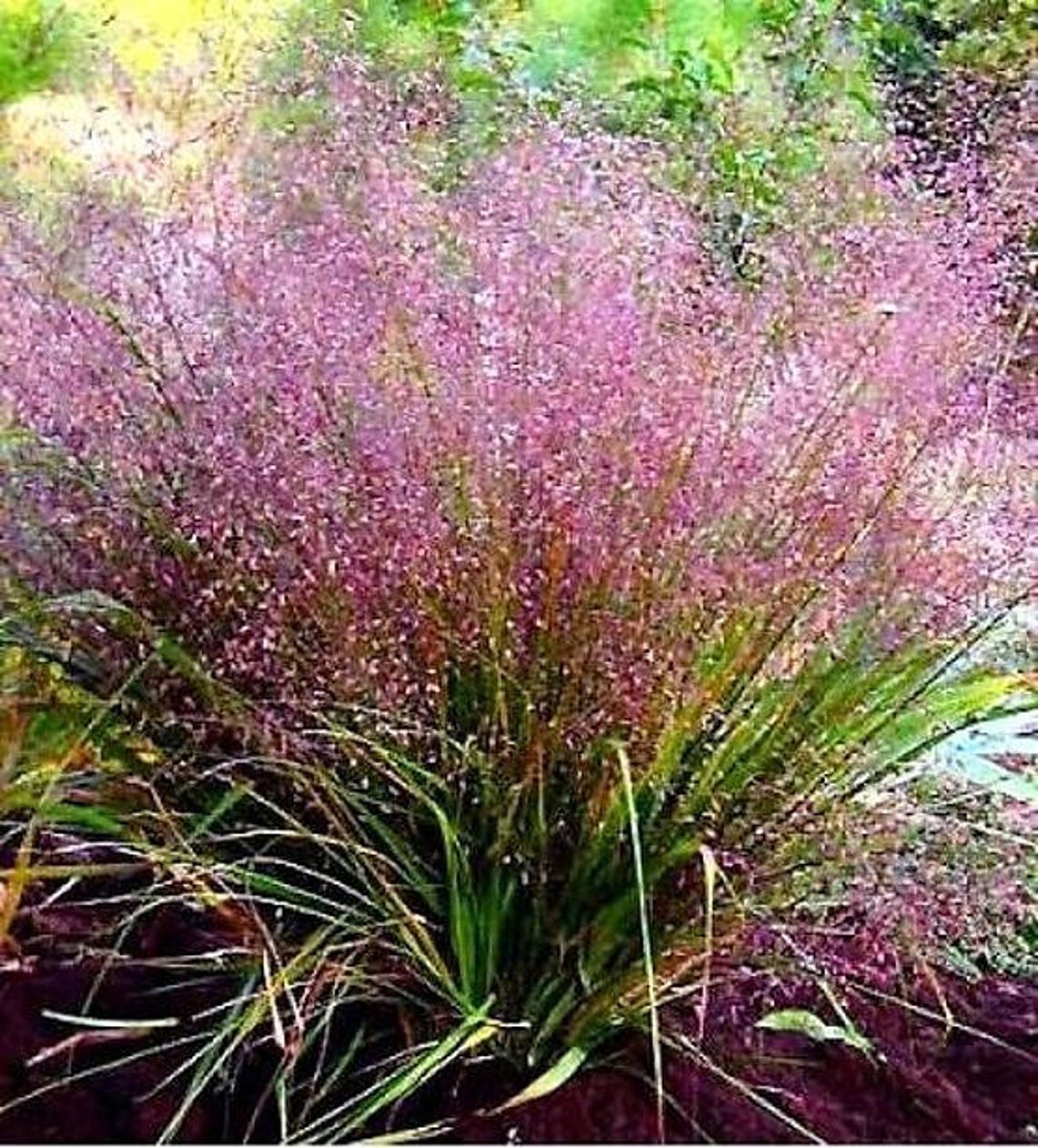 100 PURPLE LOVEGRASS Eragrostis Spectabilis Native Love Grass Etsy