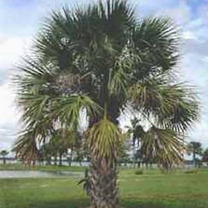 10 Hardy SABAL PALM TREE Cabbage Palmetto Flower Seeds