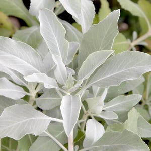 75 Sacred WHITE SAGE Salvia Apiana Shrub Silver Folliage Native Smudge Seeds
