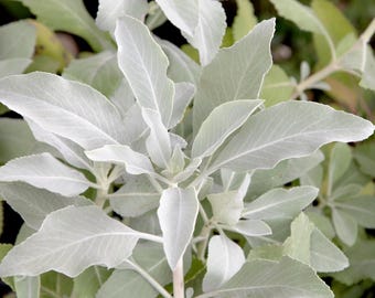 75 神聖なホワイトセージ サルビア アピアナ シュラブ シルバーフォリエイジ ネイティブスマッジシード