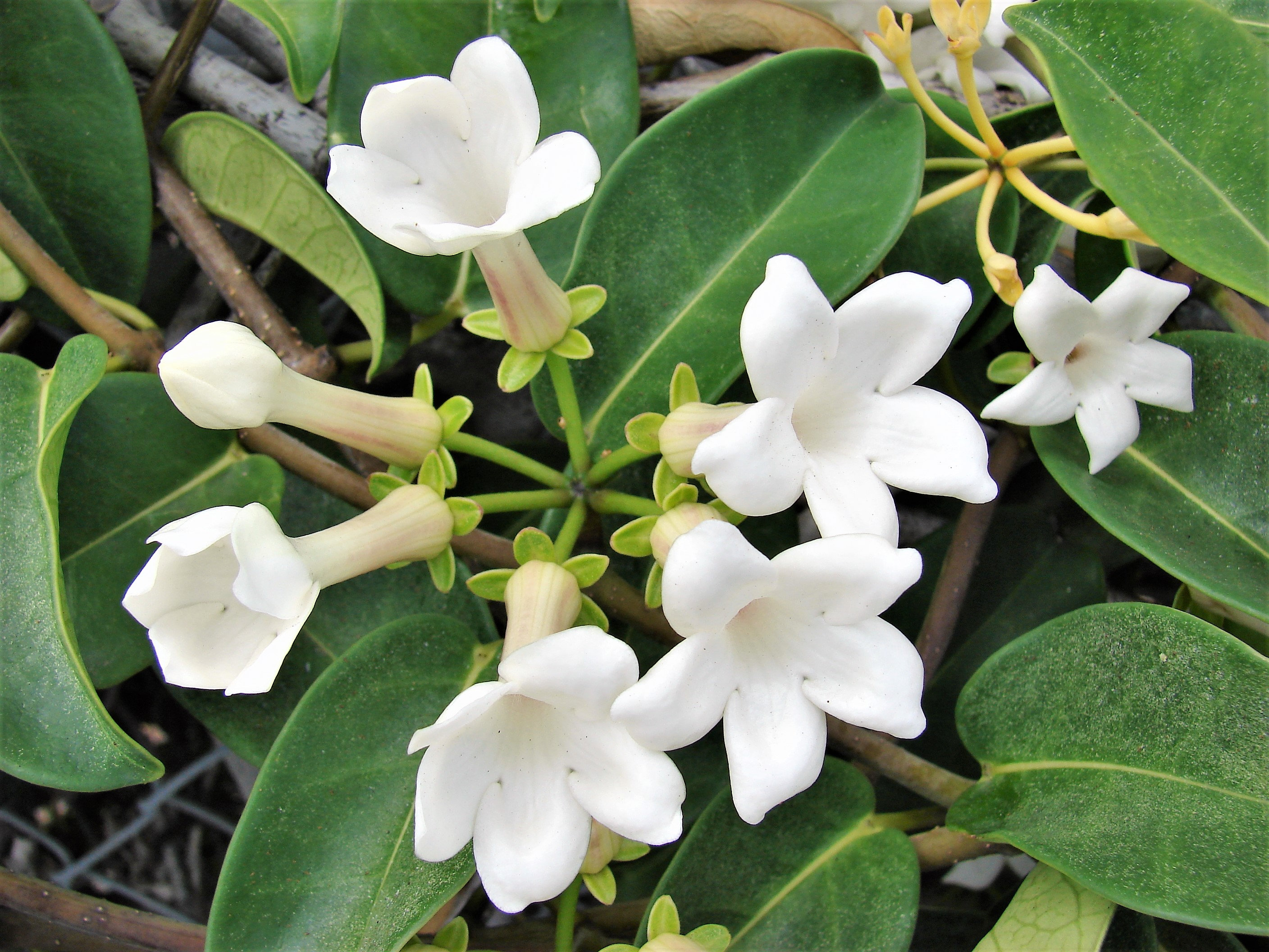 10 MADAGASCAR JASMINE Vine Stephanotis Floribunda Fragrant Etsy UK
