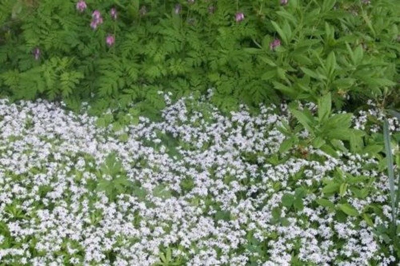 20 SWEET WOODRUFF ASPERULA Galium Odoratum Shade White Flower image 1