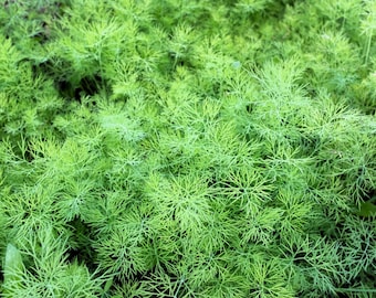 2500 BUKETT DILL Anethum Graveolens örtblomfrön