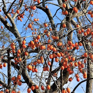 5 JAPANESE PERSIMMON Tree Asian Diospyros Kaki Orange Red Fruit Flower Seeds