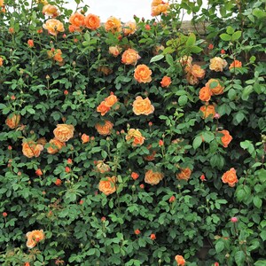 5 ORANGE CLIMBING ROSE Rosa Bush Vine Climber Fragrant Butterfly Flower ...