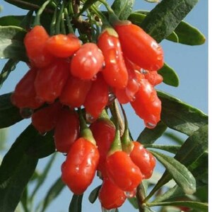 100 HIMALAYAN Tibetan GOJI BERRY Fruit Wolfberry Bush Lycium Barbabarum Seeds image 5