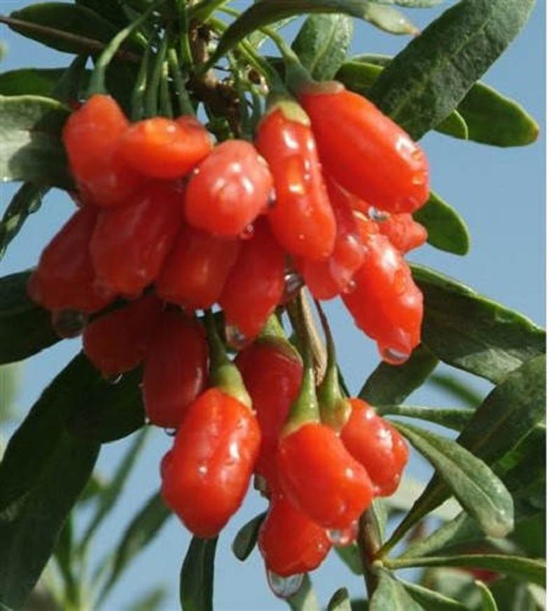 100 HIMALAYAN Tibetan GOJI BERRY Fruit Wolfberry Bush Lycium Barbabarum Seeds image 5