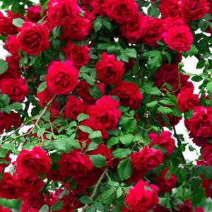 5 RED CLIMBING ROSE Rosa Bush Vine Climber Fragrant Butterfly Flower Seeds