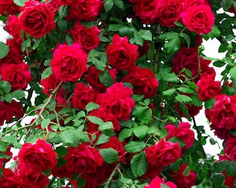 5 RED CLIMBING ROSE Rosa Bush Vine Climber Fragrant Butterfly Flower Seeds