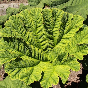 10 GUNNERA MANICATA 6' Leaves Giant Rhubarb Dinosaur Plant Moist Shade Red Flower Seeds image 5