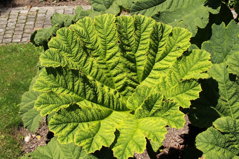 10 GUNNERA MANICATA 6' Leaves Giant Rhubarb Dinosaur Plant Moist Shade Red Flower Seeds image 5