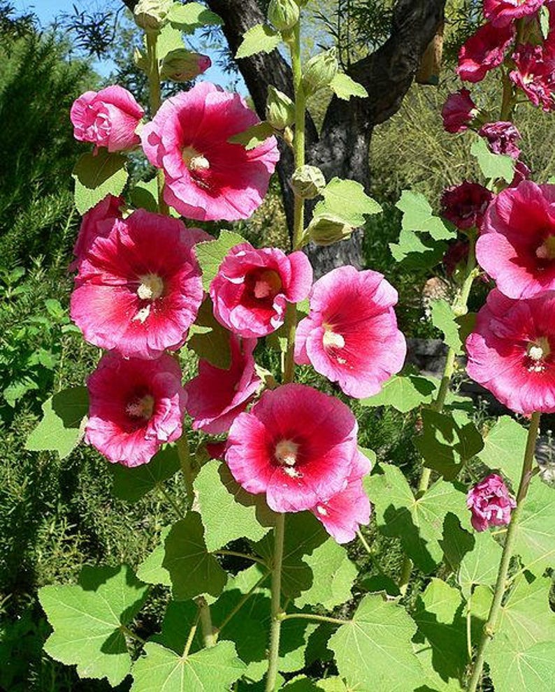 25 BRIGHT PINK HOLLYHOCK Alcea Rosea Flower Seeds Perennial Combined S/H image 1