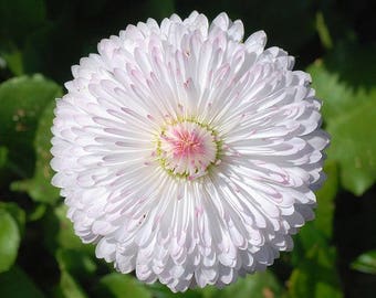 500 Dwarf WHITE ENGLISH DAISY Bellis Perennis Flower Seeds