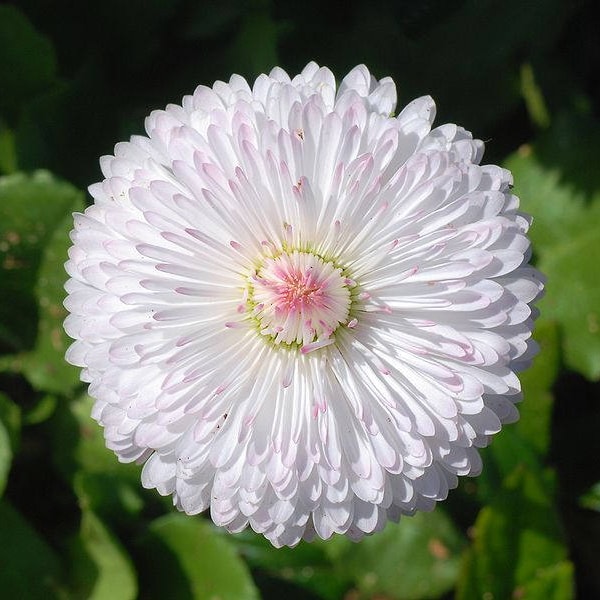 500 Dwarf WHITE ENGLISH DAISY Bellis Perennis Flower Seeds