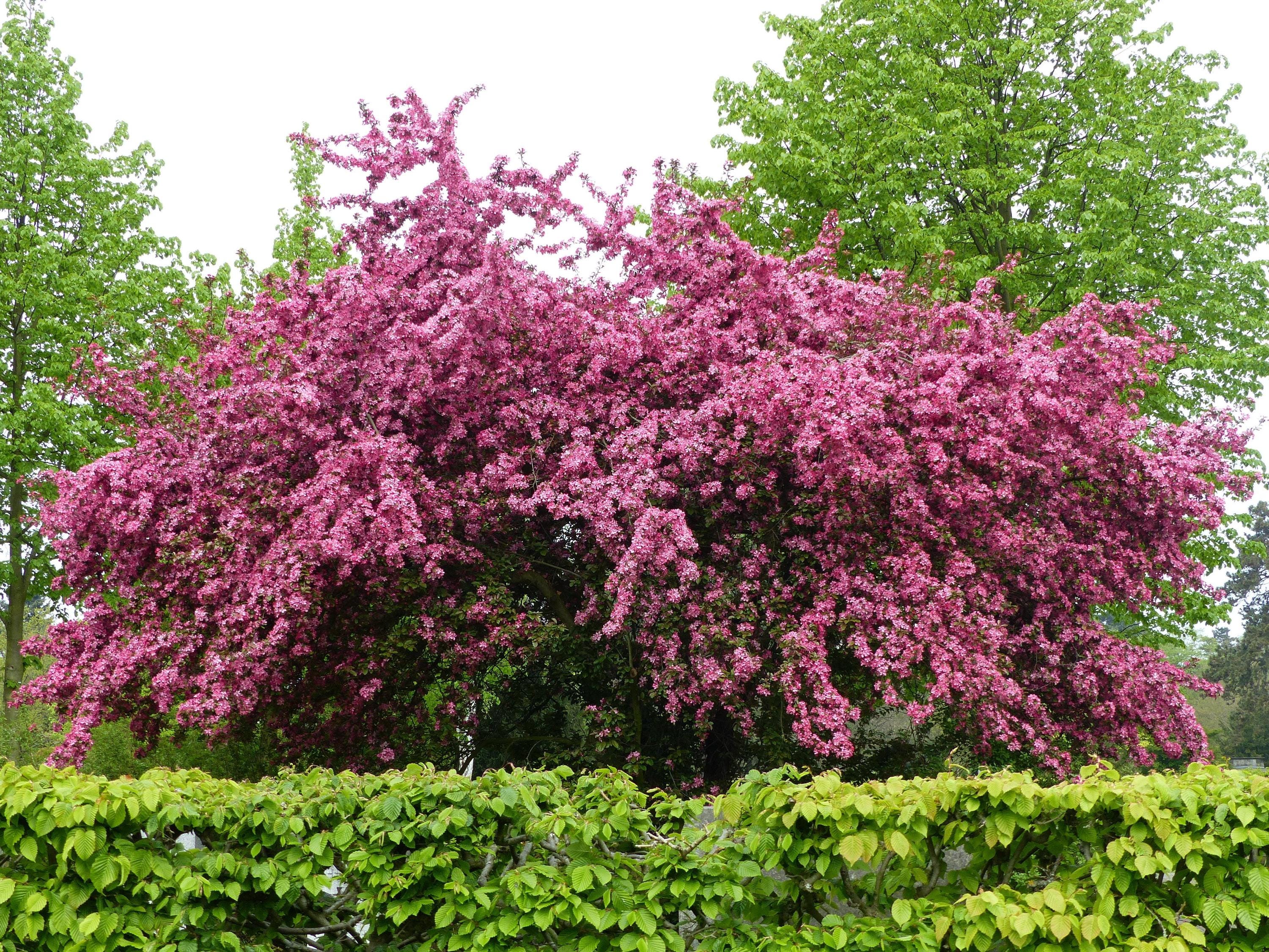 Mayflower Tree 20 ENGLISH HAWTHORN TREE Edible Fruit Flower Mayflower Crataegus ...