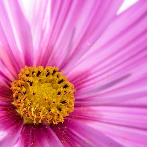 300 DWARF PINK COSMOS Cosmos Bipinnatus Flower Seeds image 3