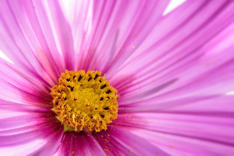 300 DWARF PINK COSMOS Cosmos Bipinnatus Flower Seeds image 3