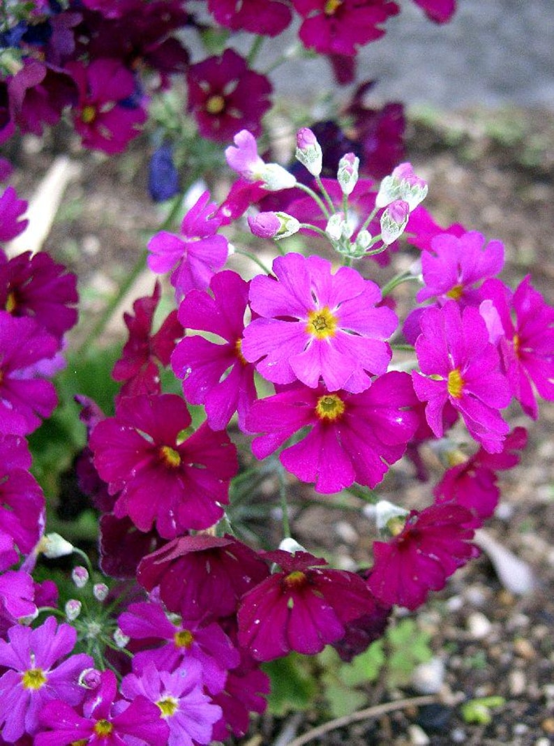 Seedville Fairy Primrose - Thumbnail 4