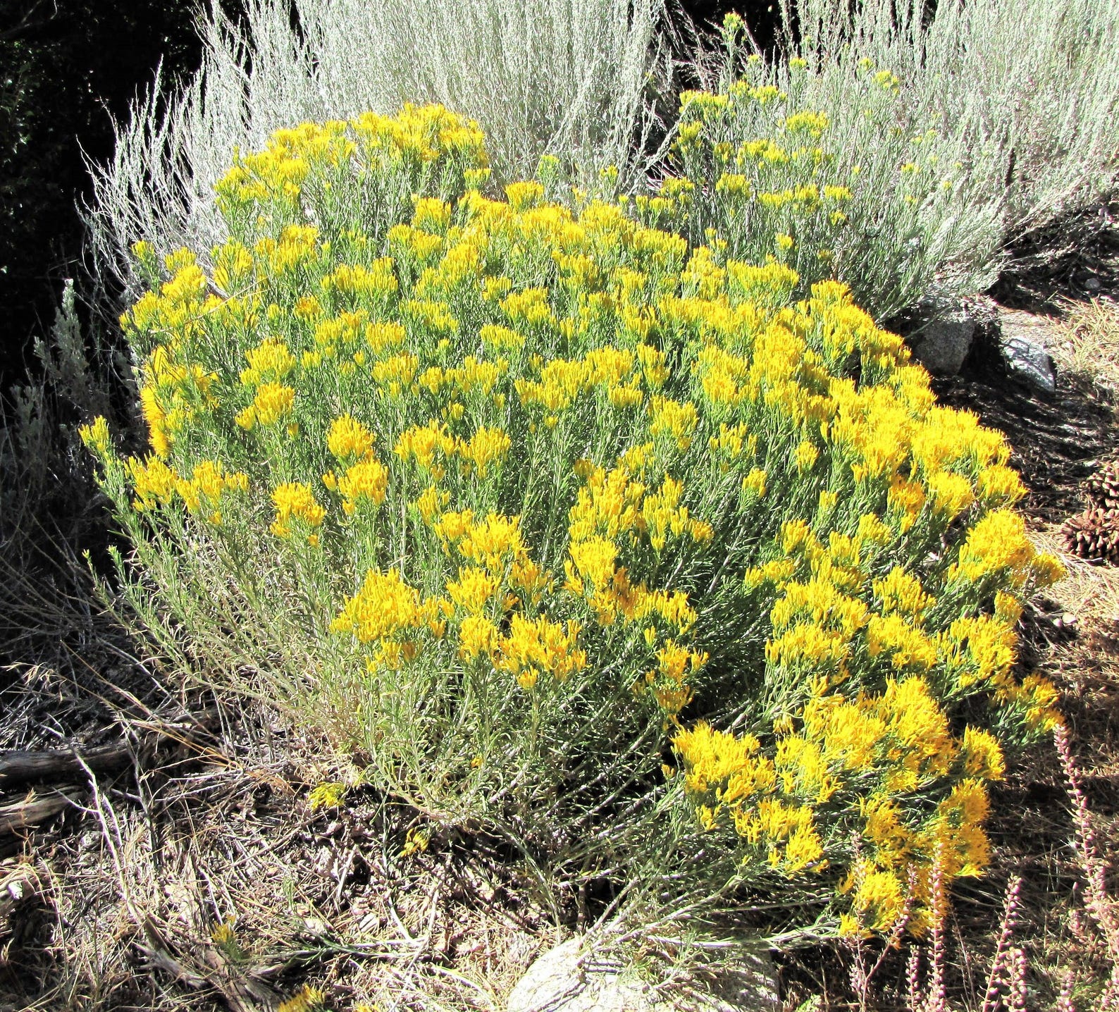 100 RUBBER RABBITBRUSH Chamisa Ericameria Nauseosa Native Desert Shrub ...