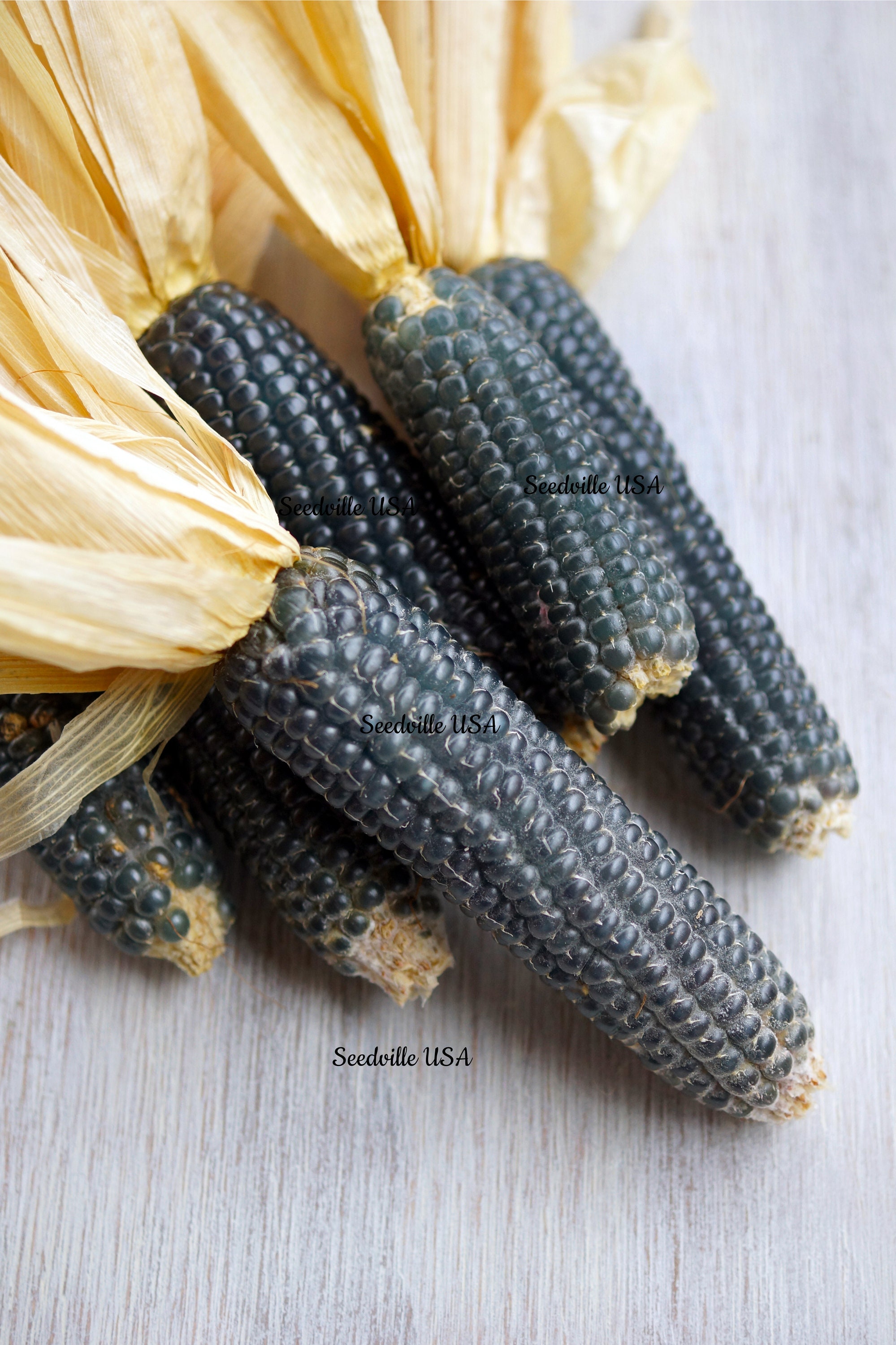 50 SHAMAN'S BLUE POPCORN Blue Kernels Pop White Corn Zea Etsy