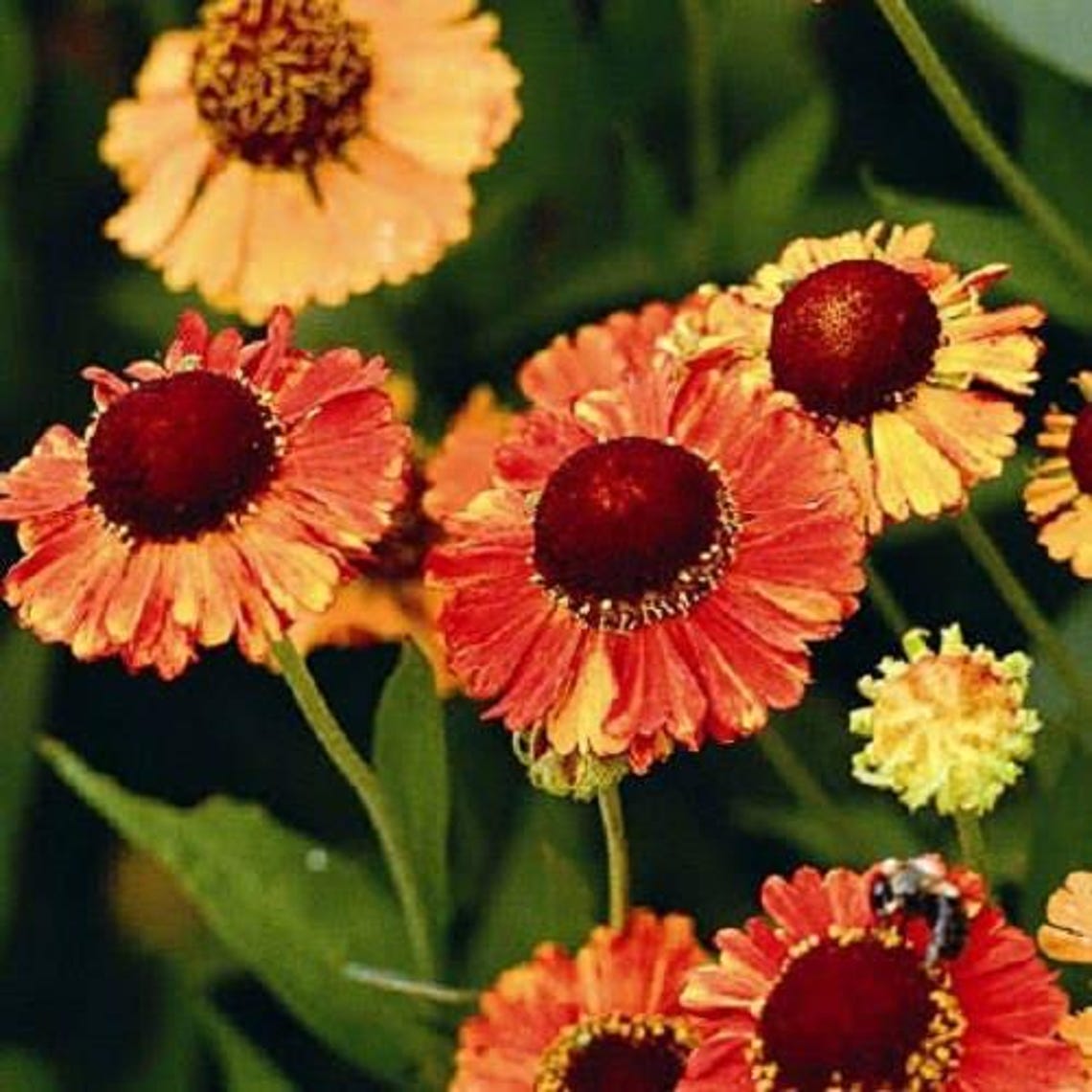 100 HELENIUM ' AUTUMN LEAVES ' Mix Helenium Autumnale Sneezeweed Mixed ...