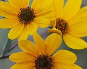 100 SWAMP SUNFLOWER (Narrowleaf Sunflower) Helianthus Angustifolius Flower Seeds