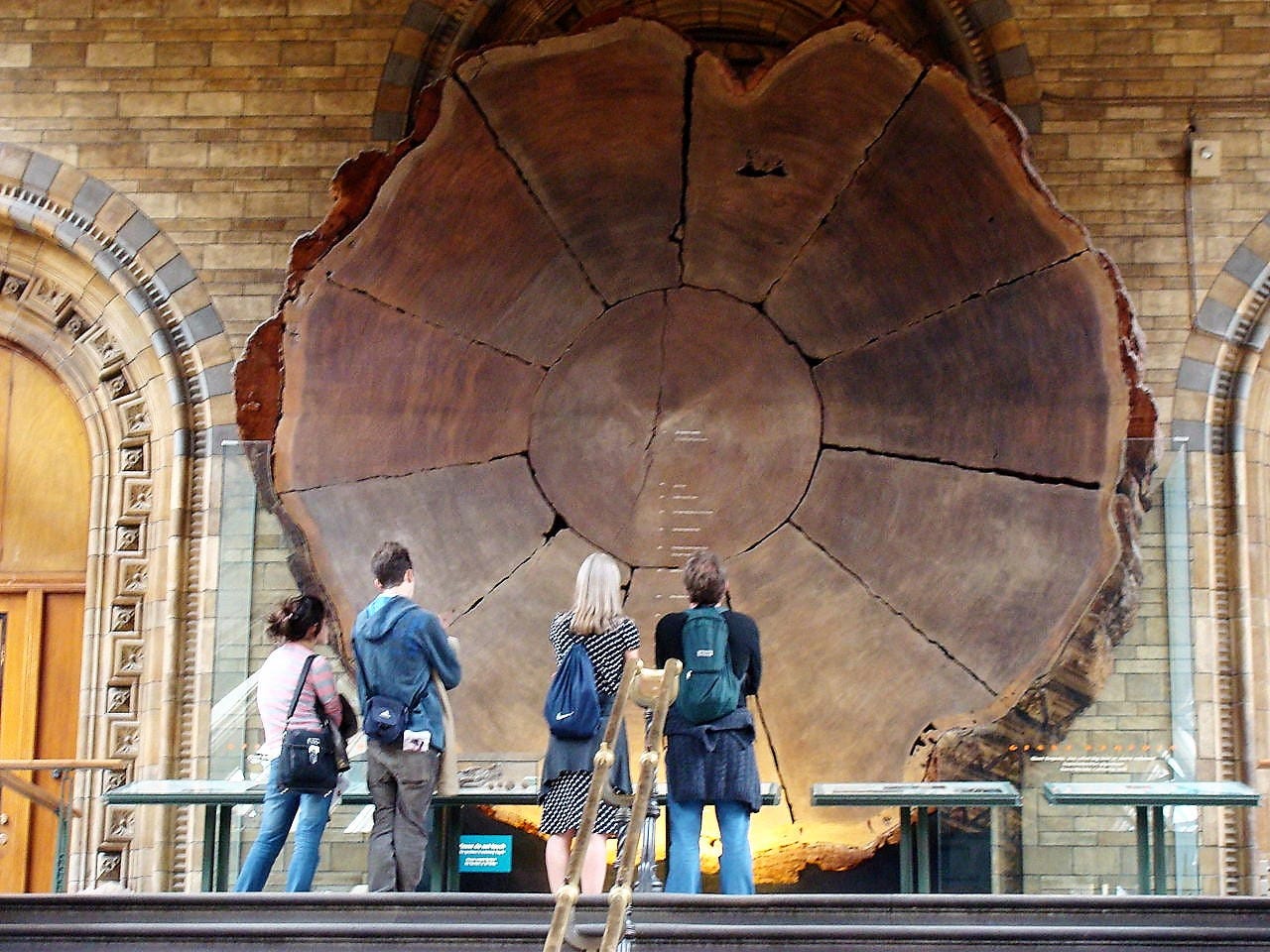 40 Riesiges Sequoia Sequoiadendron Giganteum Sierra Redwood Baum Samen Flat Ship 