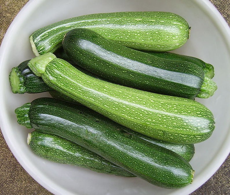 30 GRAY ZUCCHINI Heirloom Summer Bush Squash Cucurbita Pepo Etsy