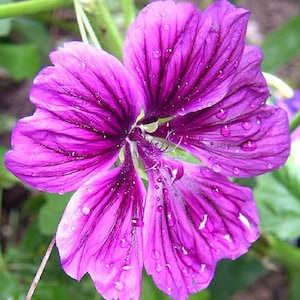 20 MAURITANIAN MALVA Mallow Malva sylvestris var. mauritania Flower Seeds