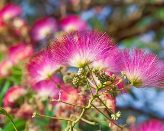 25 MIMOSA / Persian SILK TREE Albizia Julibrissin Seeds