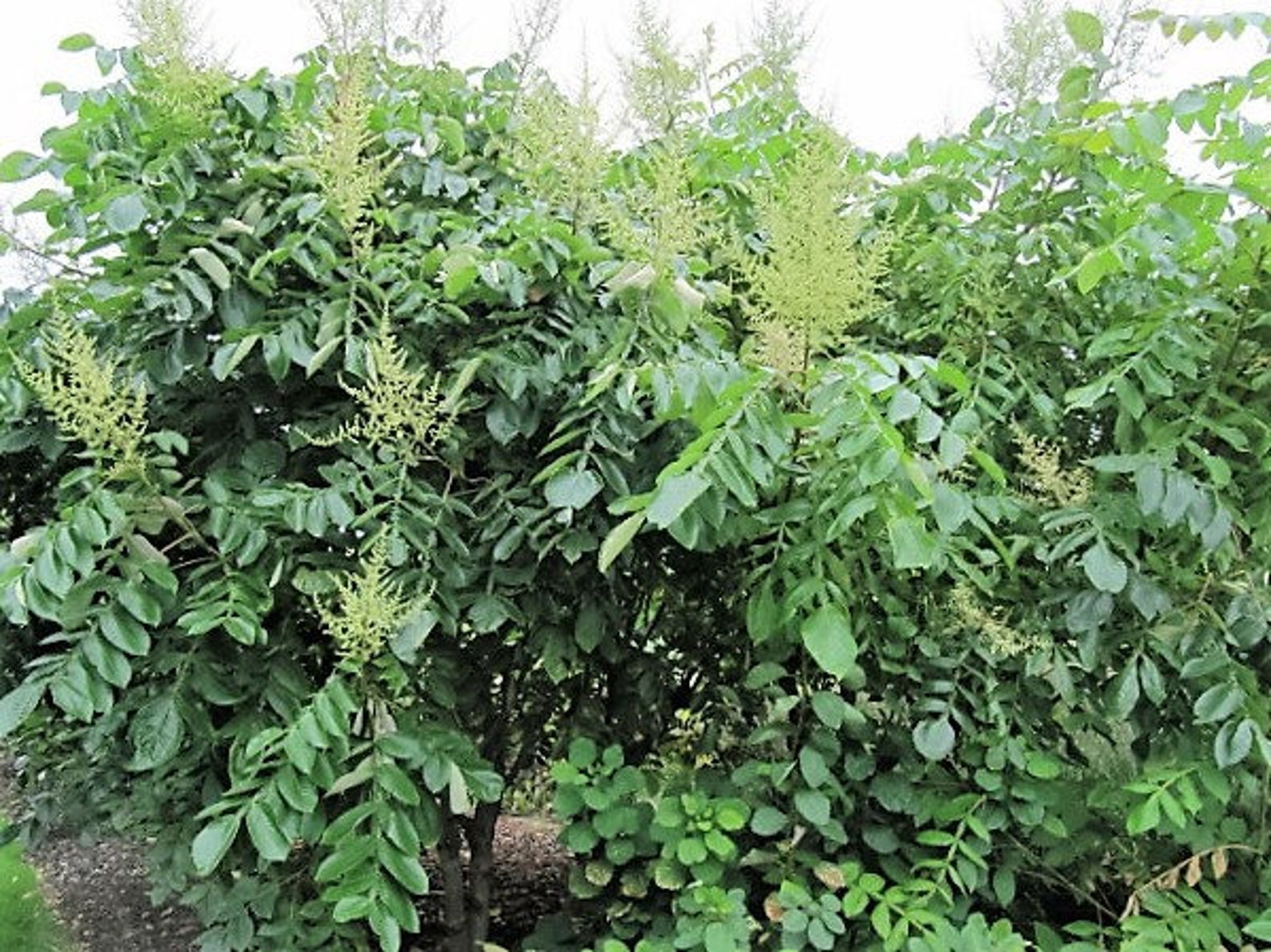 30 CHINESE SUMAC TREE Nutgall White Flowers Red Berries Rhus Etsy