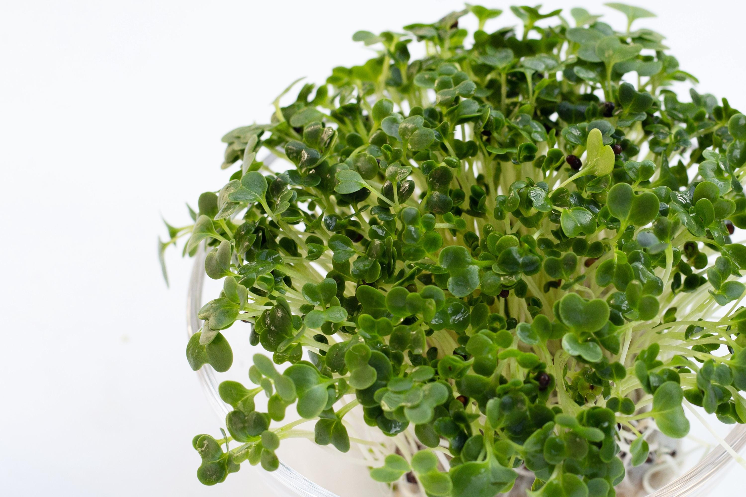 1000 HANOVER SALAD Spring KALE Smooth Siberian Brassica Napus Vegetable ...