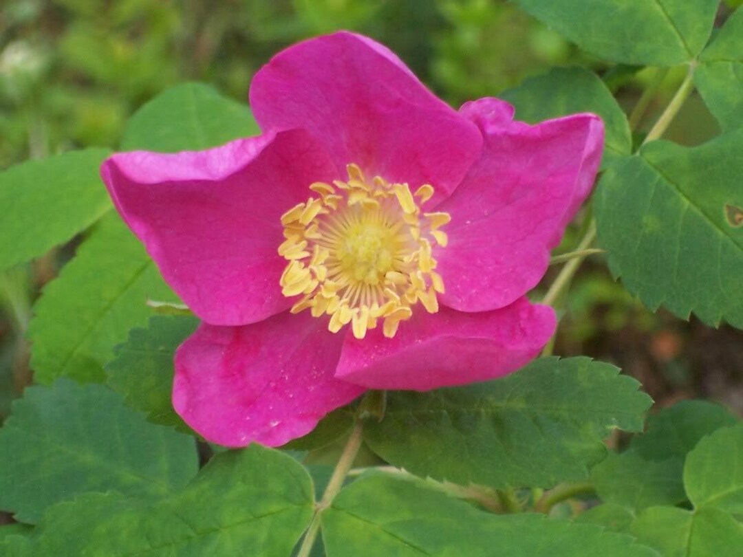 15 PRAIRIE ROSE Bright Pink Arkansas Rosa Arkansana Flower Seeds flat ...