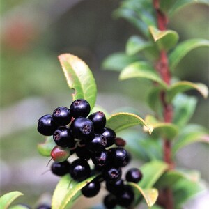 50 California EVERGREEN HUCKLEBERRY Vaccinium Ovatum Fruit aka Box Blueberry Native Pink & White Flower Blue Black Berry Shrub Seeds image 3