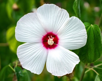 25 Luna WHITE HARDY HIBISCUS Hibiscus Moscheutos Flower Seeds