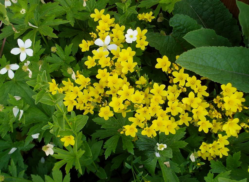 500 Organic GOLDEN FLAX Yellow Linseed Common Linum Flavum Flower Seeds *Comb S/H
