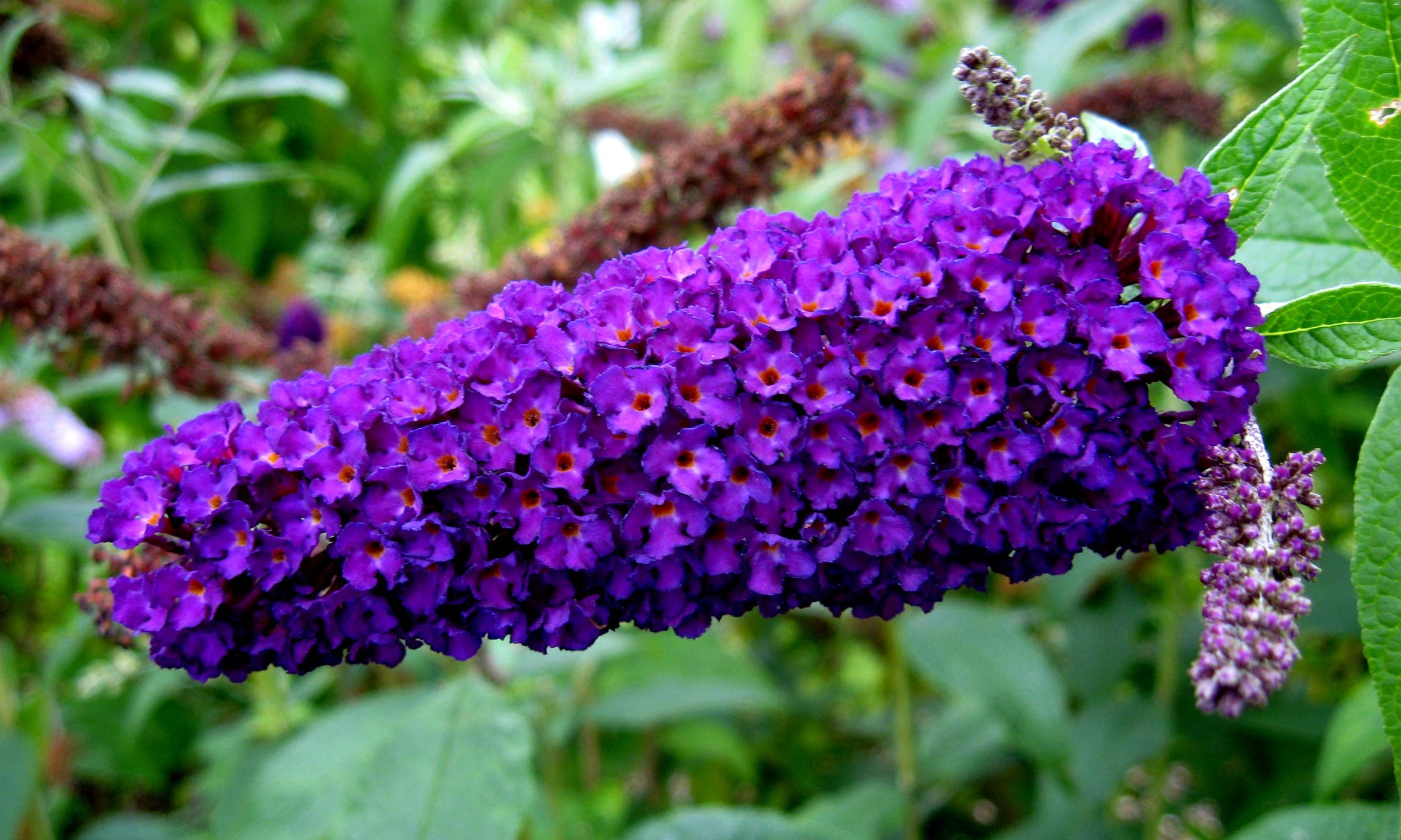 50 Dark PURPLE BUTTERFLY BUSH Buddleia Davidii Hummingbird Etsy Canada