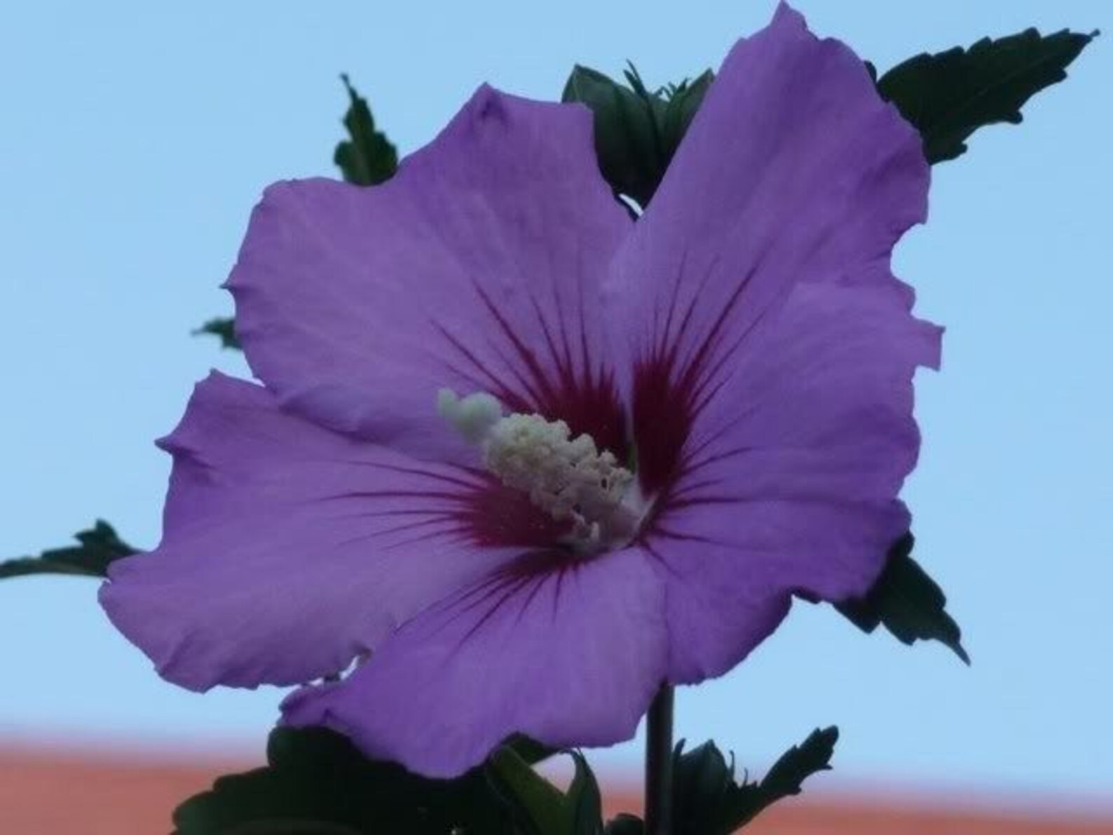 50 Mixed Colors ROSE of SHARON HIBISCUS Syriacus Flower Tree Etsy