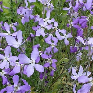 500 EVENING night SCENTED STOCK Matthiola Longipetala Bicornis Flower Seeds image 4