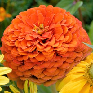 250 ORANGE KING ZINNIA Elegans Flower Seeds