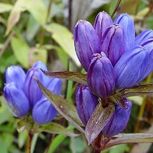 200 BOTTLE GENTIAN (Closed or Blind Gentian / Cloistered Heart) Gentiana Andrewsii Flower Seeds