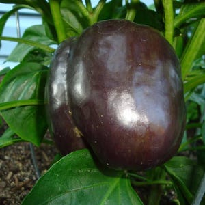 30 CHOCOLATE BEAUTY Bell PEPPER Sweet Brown Capsicum Annuum Vegetable Seeds