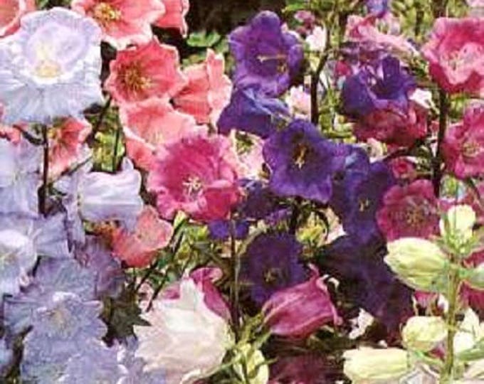 150 Mixed Colors CUP & SAUCER (Canterbury Bells) Campanula Medium Flower Seeds