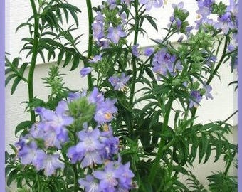 100 BLUE PEARL POLEMONIUM (Jacobs Ladder) Polemonium Coeruleum Flower Seeds